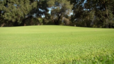 Turfgrass at Cherry Island Golf Course