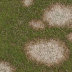 pink snow mold