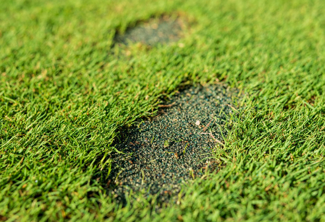 Damaged greens.