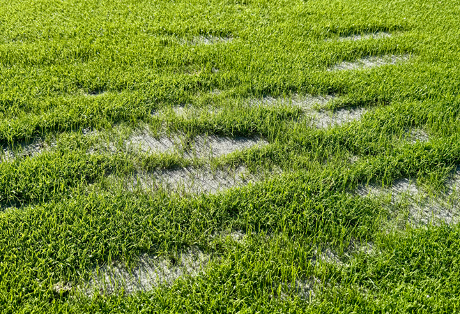Multiple divots in golf greens.