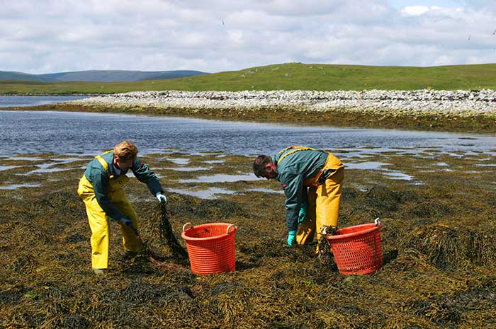Seaweed harvesting.