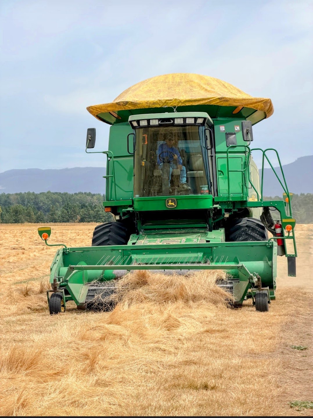 Front view of a green John Deere combine gathering a row of cut grass seed crop in a field, with the operator visible inside the cab.