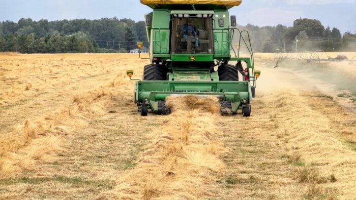 Green combine harvesting rows of golden grass seed crop across a field, creating a cloud of dust behind it.
