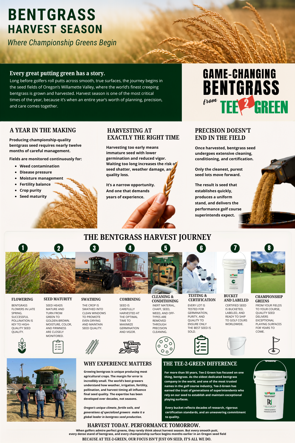 Infographic titled Bentgrass Harvest Season: Where Championship Greens Begin explains Tee-2-Green’s yearlong process for producing championship-quality bentgrass seed. It highlights careful field management, precise harvest timing, cleaning and certification, and an eight-step journey from flowering and seed maturity through swathing, combining, conditioning, testing, packaging, and use on championship putting greens.